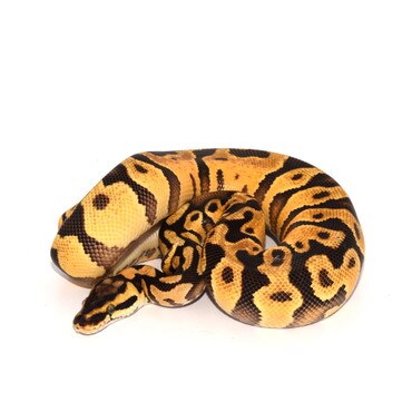 Enchi Pastel Royal Python
